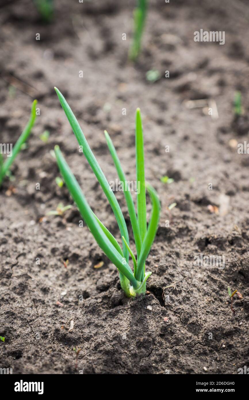 Young green onion growing hi-res stock photography and images - Alamy