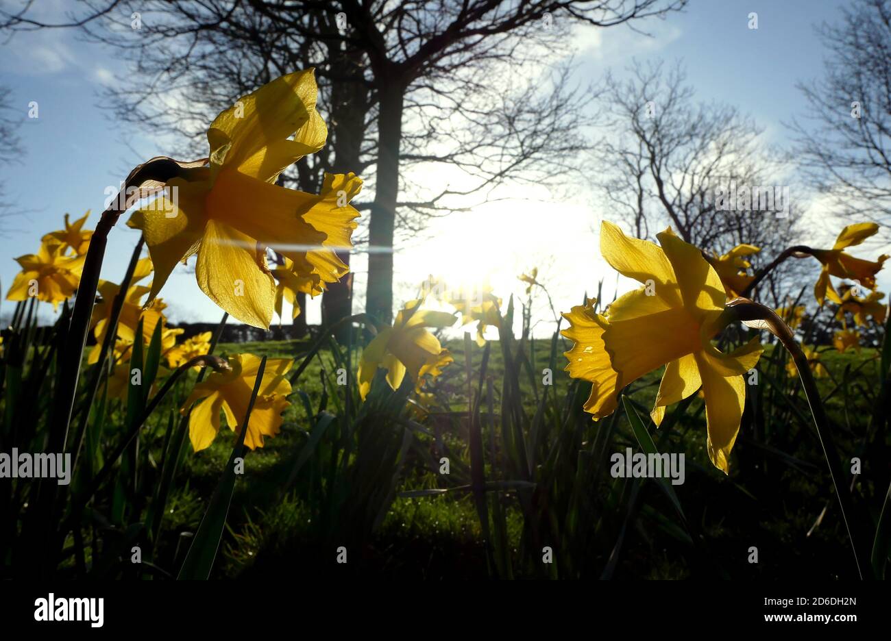 Second bloom hires stock photography and images Alamy