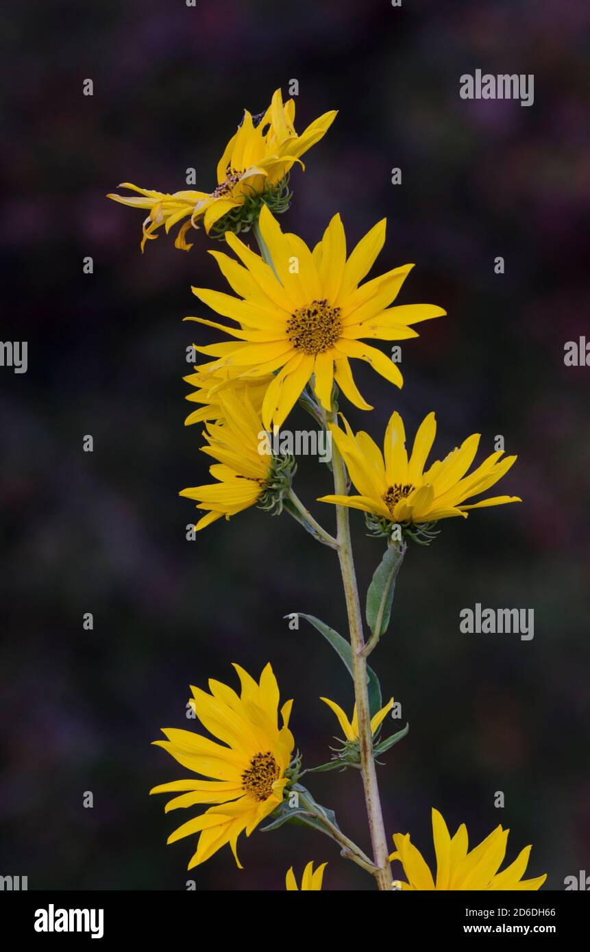 Maximilian sunflower, Helianthus maximiliani Stock Photo Alamy