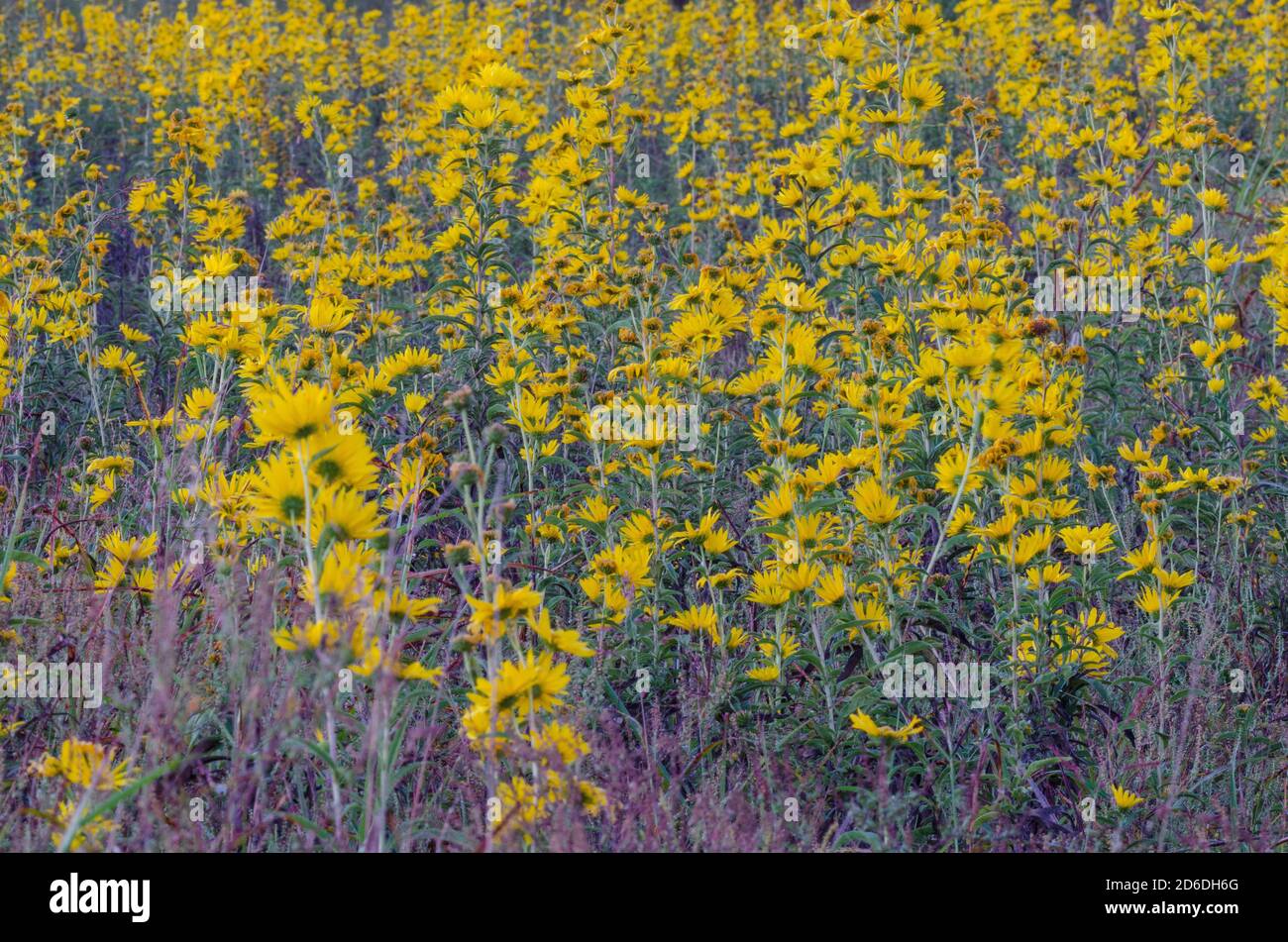 Field of Maximilian sunflower, Helianthus maximiliani Stock Photo Alamy
