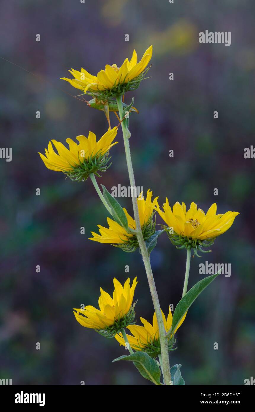 Maximilian sunflower, Helianthus maximiliani Stock Photo Alamy