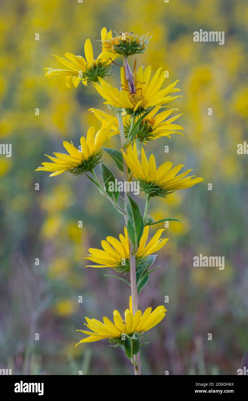 Maximilian sunflower, Helianthus maximiliani Stock Photo Alamy