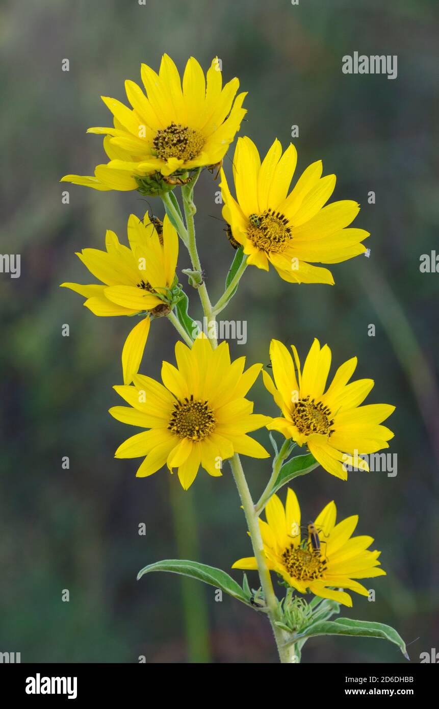 Maximilian sunflower, Helianthus maximiliani Stock Photo Alamy