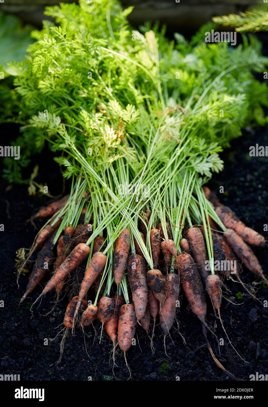 Carrots vegetable healthy root hires stock photography and images Alamy