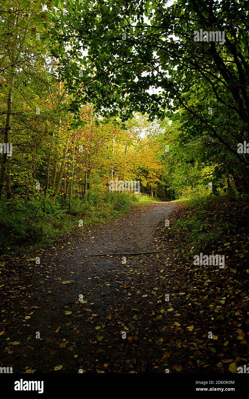 Woodland path in Eglinton Country Park Irvine, Ayrshire Scotland during the season of Autumn Stock Photo