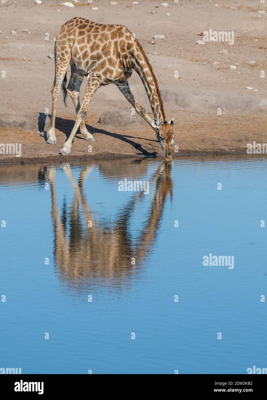A jeep tour through Namibia, giraffe in the Etosha National Park, is reflected in the water while drinking Stock Photo