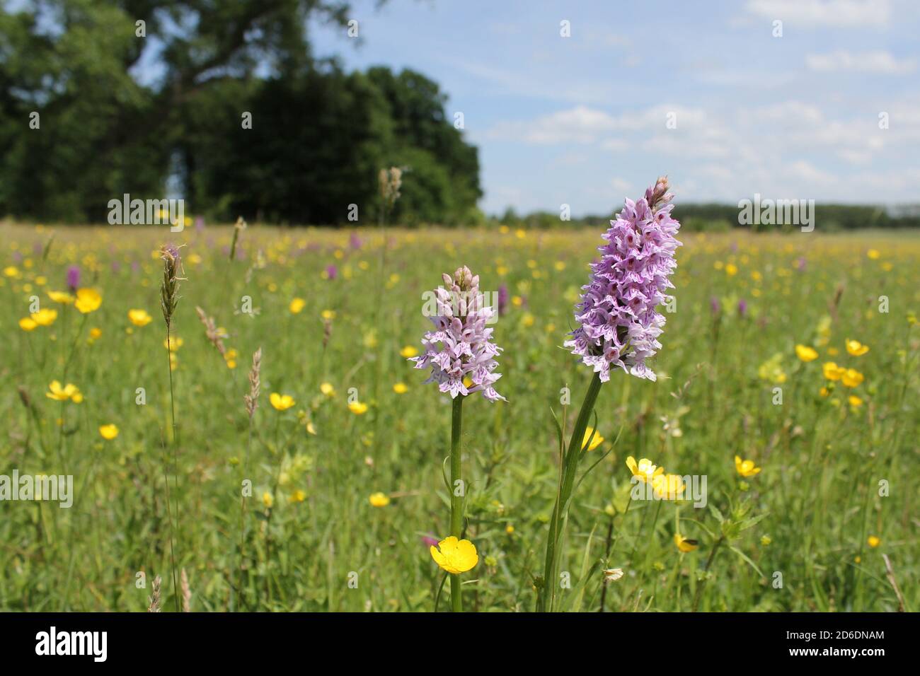 two beautiful white spotted orchids closeup in a colorful meadow with wild flowers as rattles and buttercups and a blue sky in springtime Stock Photo