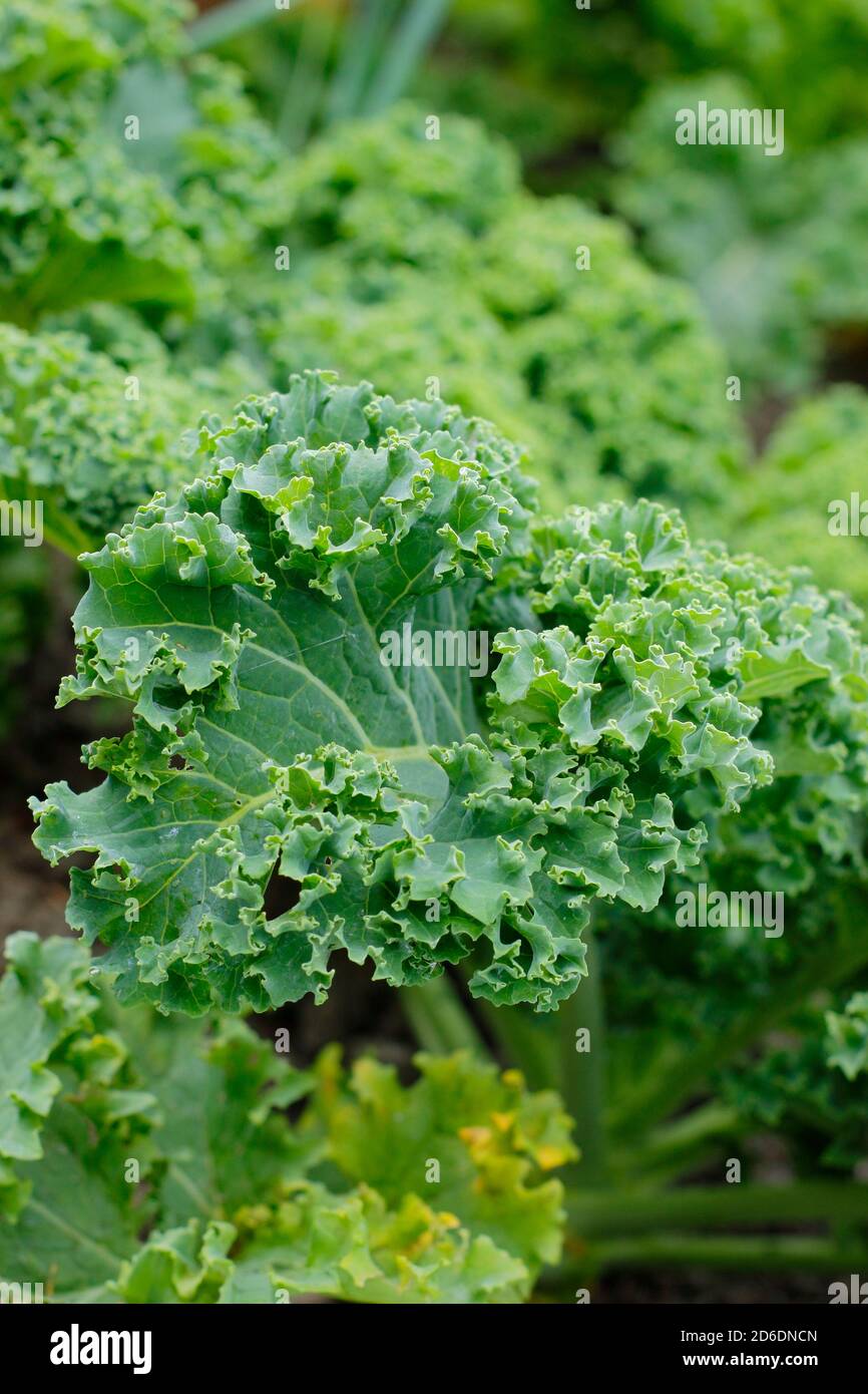 Curly green kale growing in a domestic vegetable garden. UK Stock Photo