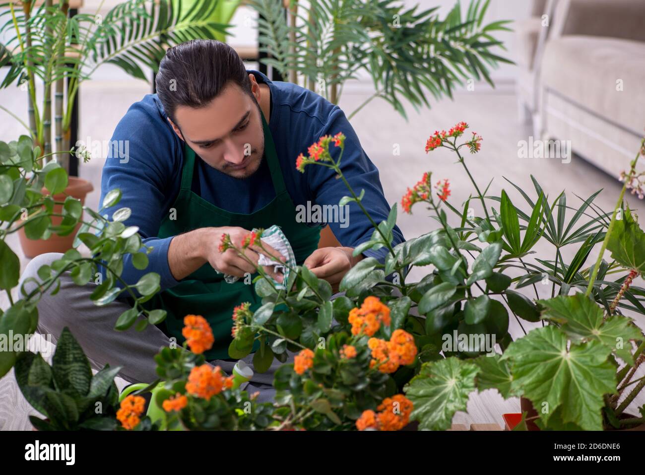 Dusting house plants hires stock photography and images Alamy