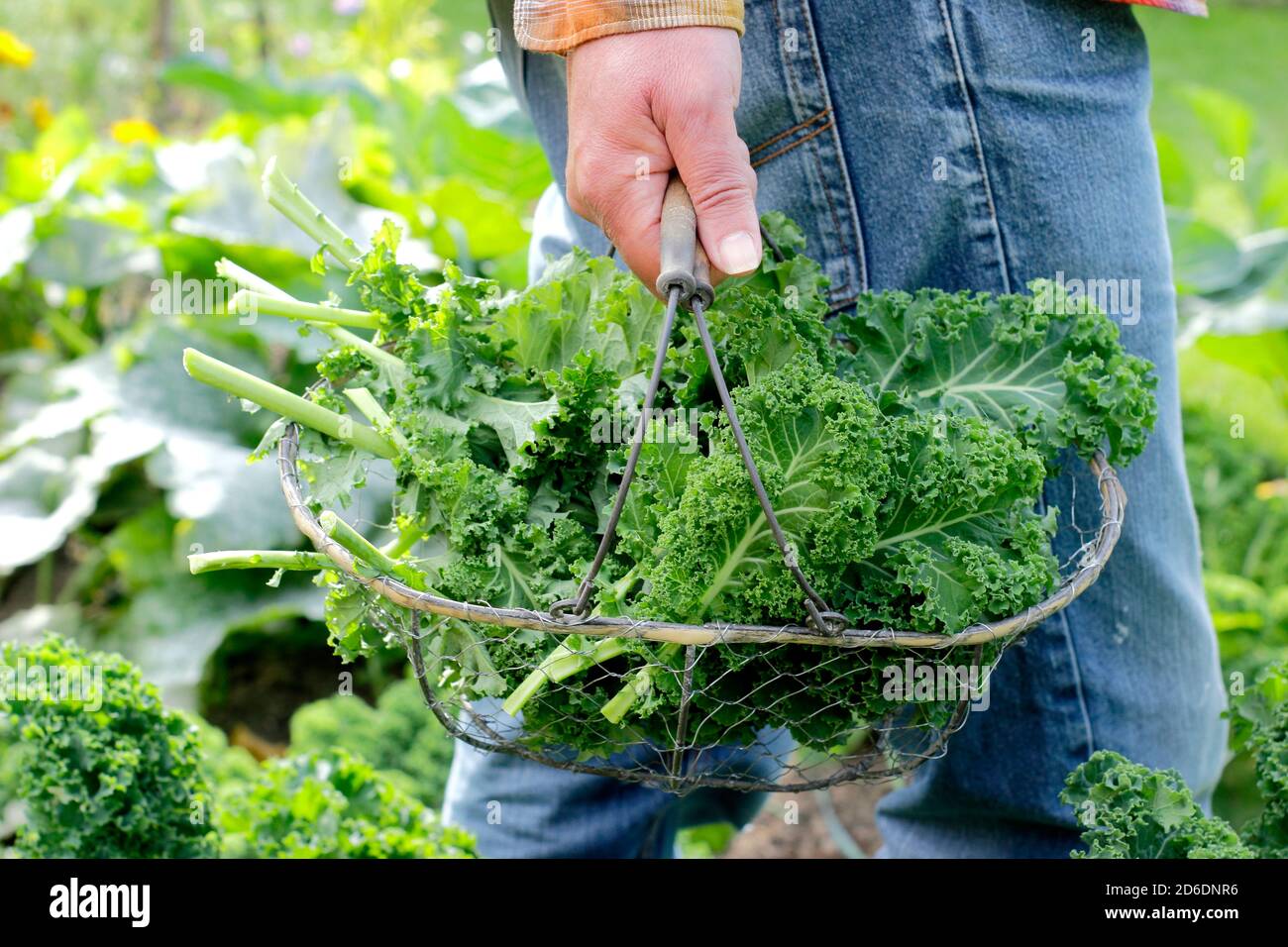 Brassica oleracea 'Dwarf Green Curled'. Freshly picked curly kale grown in the domestic vegetable plot pictured. UK Stock Photo