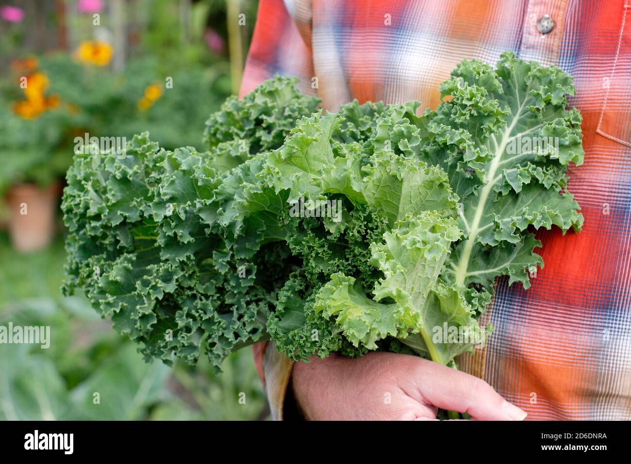 Brassica oleracea 'Dwarf Green Curled'. Freshly picked homegrown curly kale. UK Stock Photo