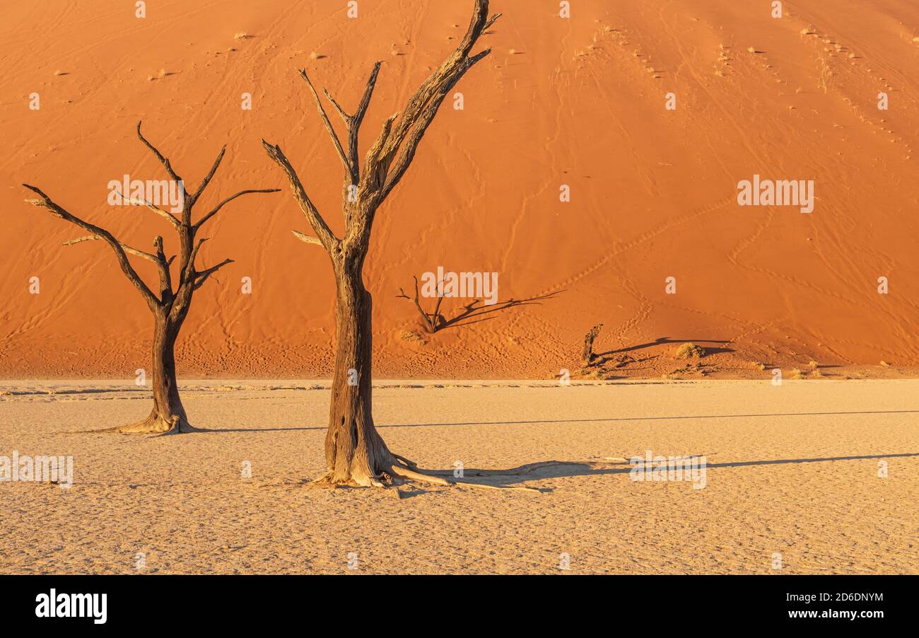 Deadvlei in Namibia: dead camel thorn trees Stock Photo