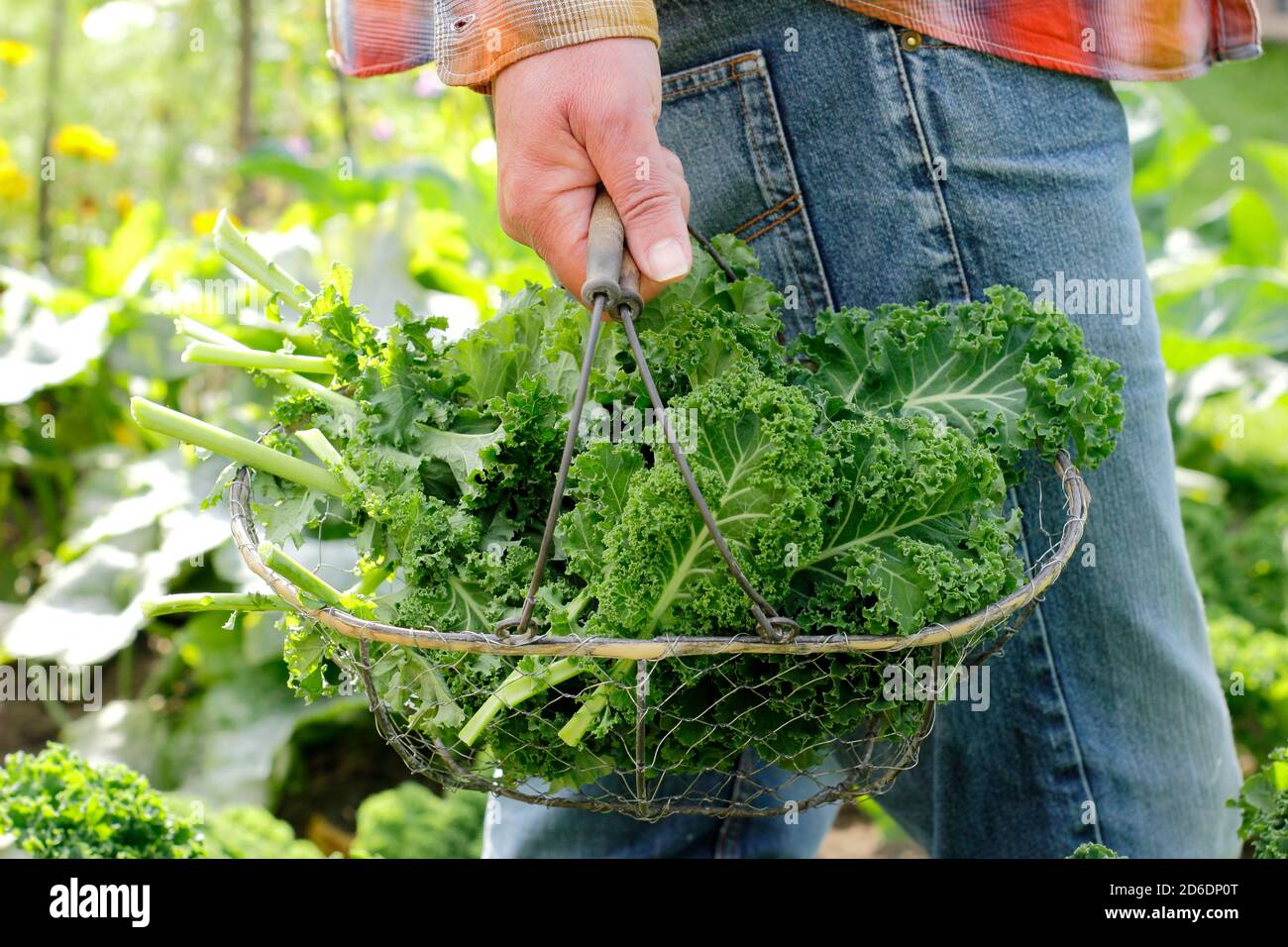 Brassica oleracea 'Dwarf Green Curled'. Freshly picked curly kale grown in the domestic vegetable plot pictured. UK Stock Photo