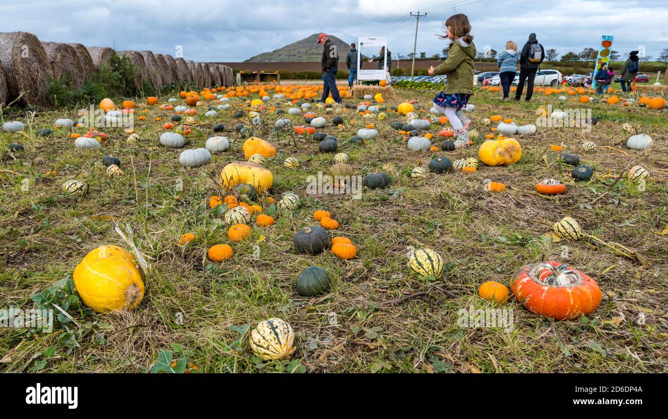 East Lothian, Scotland, United Kingdom, 16th October 2020. Pumpkin Patches Open: Balgone Estate pumpkin patch opens today over the next 3 weekends with bookable slots, social distancing and hygiene measures. There were concerns that new Scottish Government restrictions would prevent the patches from opening and whether the final weekend will be possible after the current restrictions are reviewed. Pictured: Balgone Pumpkin Patch with pumpkin varieties Stock Photo
