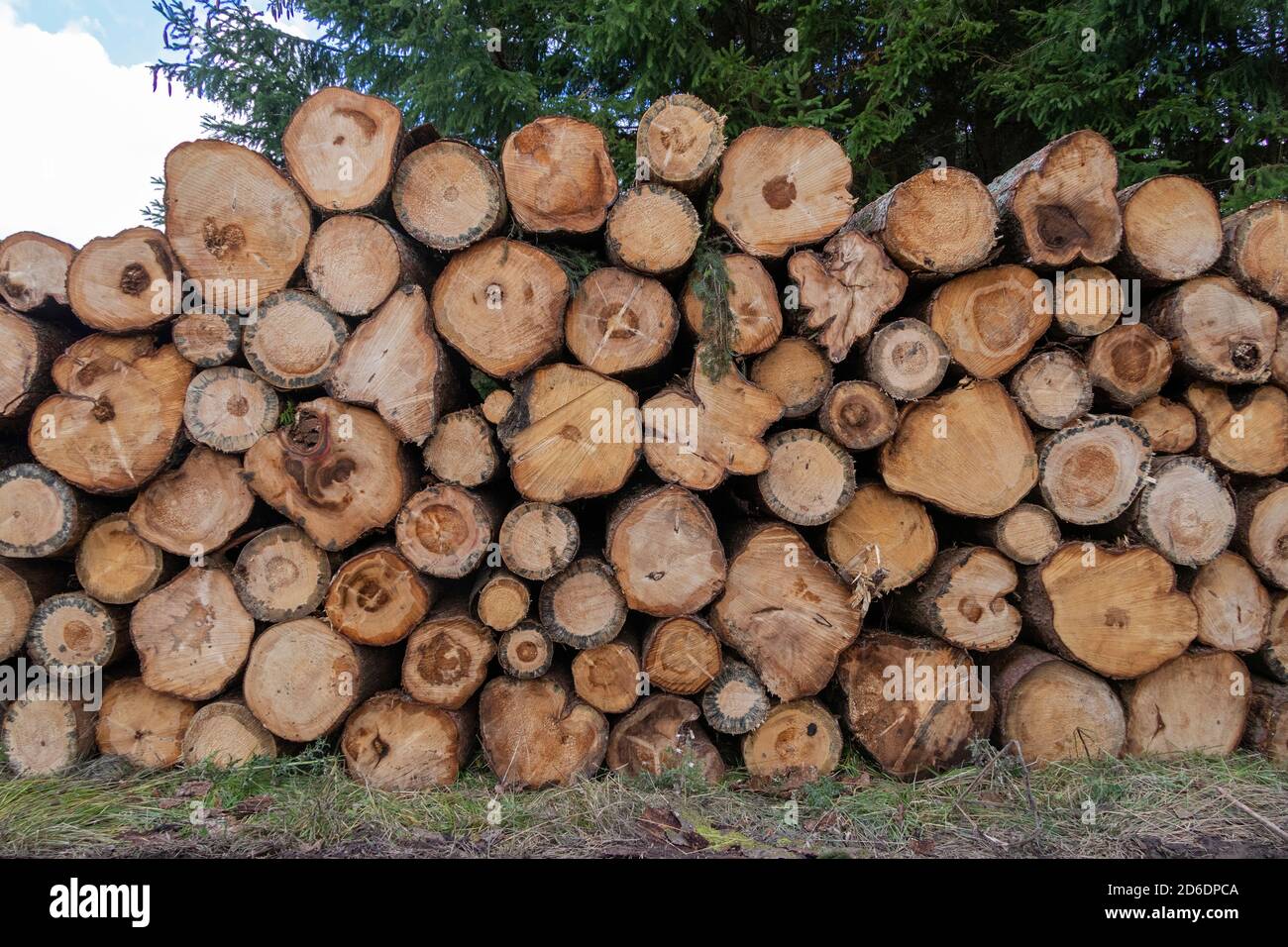 stacked roundwood, near Schierke, Harz Mountains, Saxony-Anhalt, Germany Stock Photo