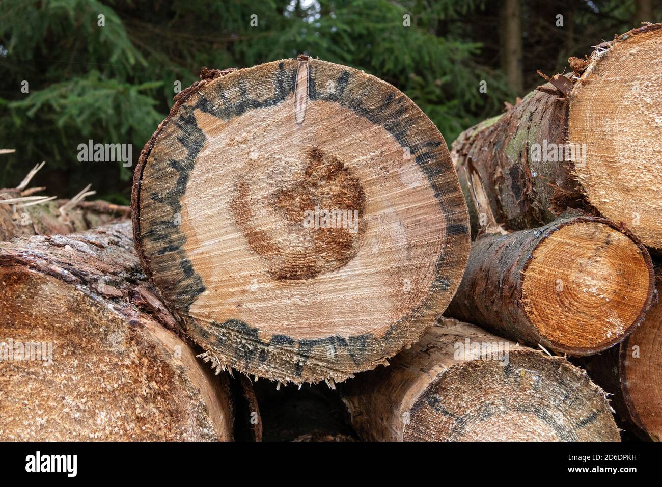 stacked roundwood, near Schierke, Harz Mountains, Saxony-Anhalt, Germany Stock Photo