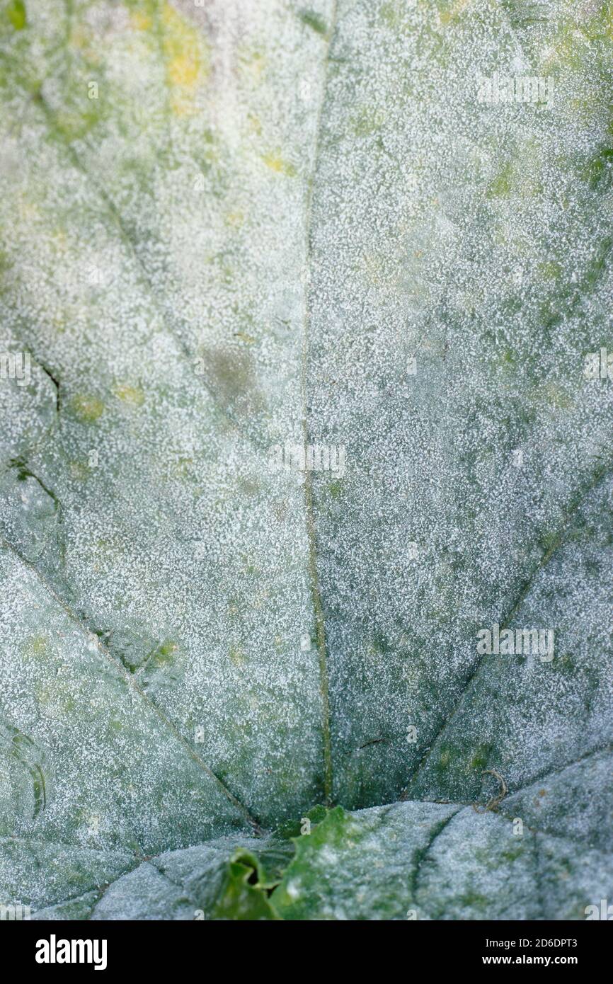 Cucurbita pepo. Powdery mildew, fungal disease causing a white dust-like coating on a courgette plant. UK Stock Photo