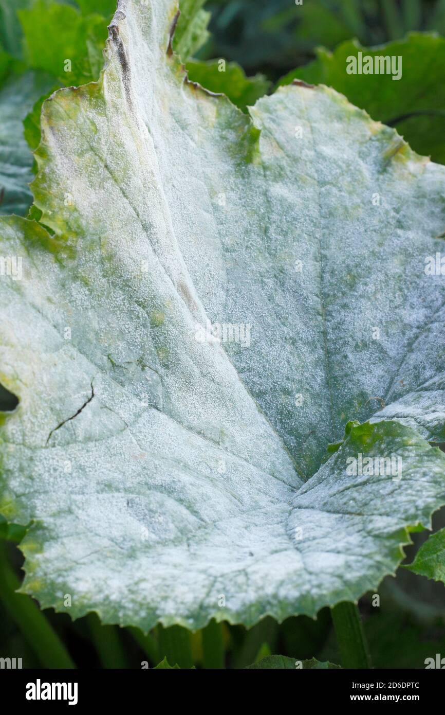 Cucurbita pepo. Powdery mildew, fungal disease causing a white dust-like coating on a courgette plant. UK Stock Photo