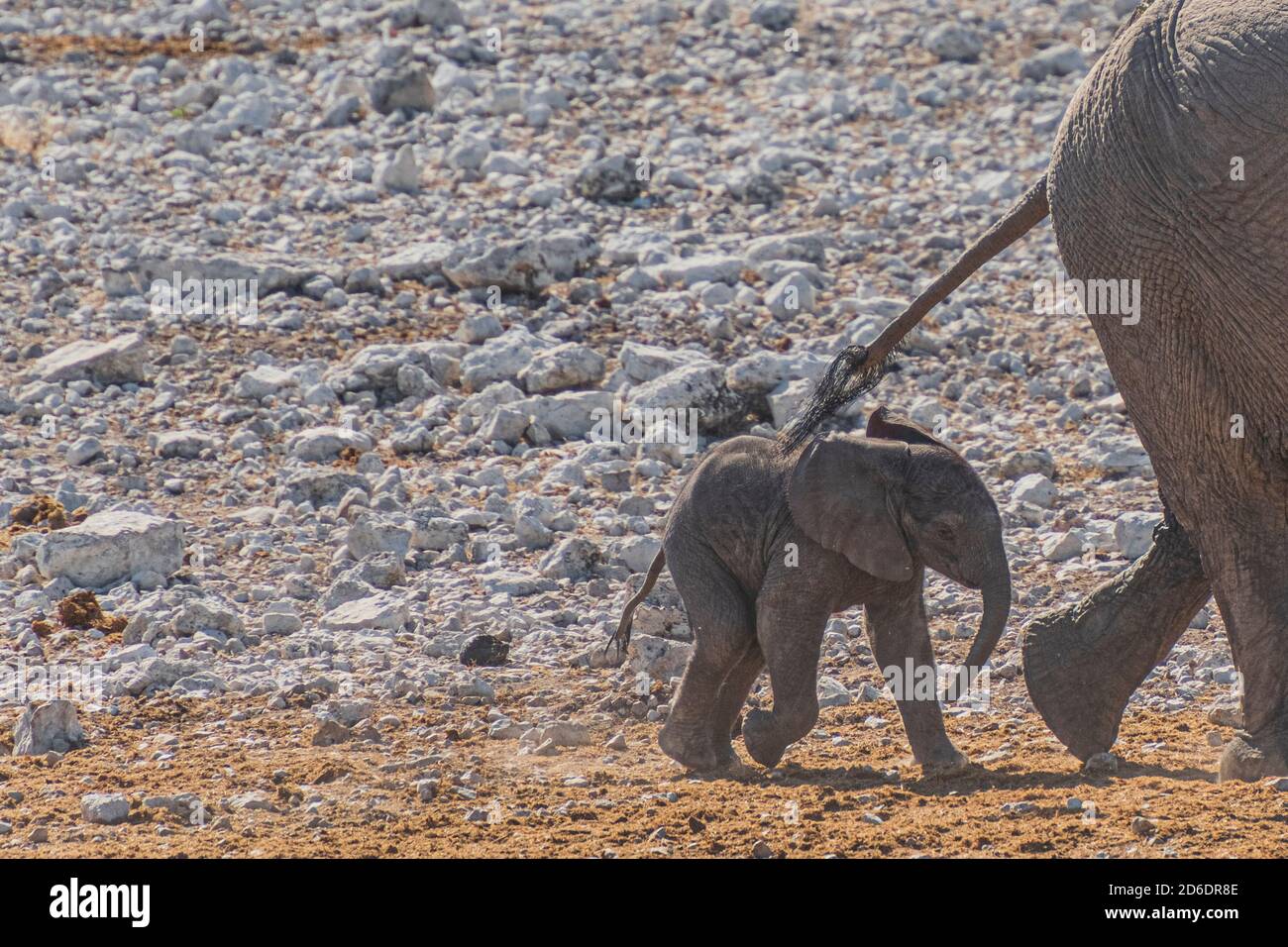 Elephants in Etosha elephant calves follow their mother Stock Photo