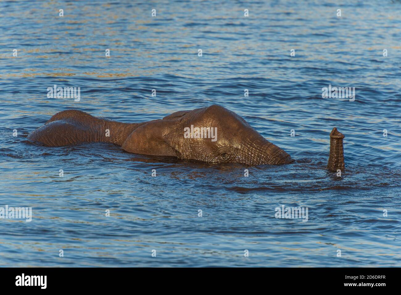 Elephant almost completely in the water, trunk over water. Etosha, Namibia Stock Photo