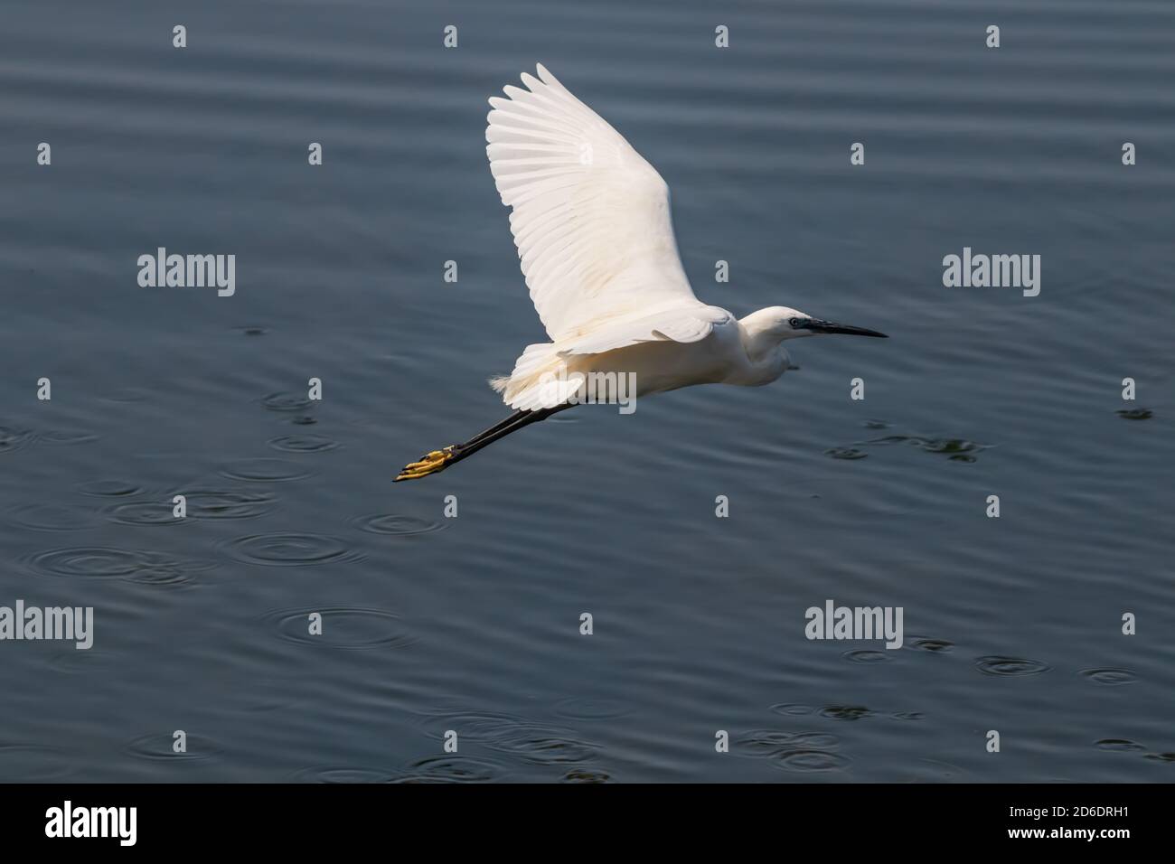 View Over Great White Heron (Ardea alba) Flying Around the Lake Stock