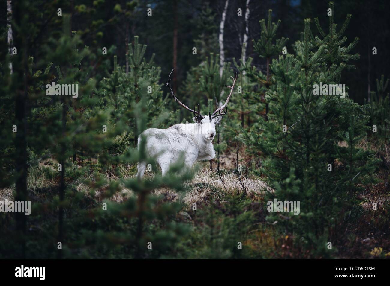 A white reindeer at autumn time in Lapland, Finland Stock Photo