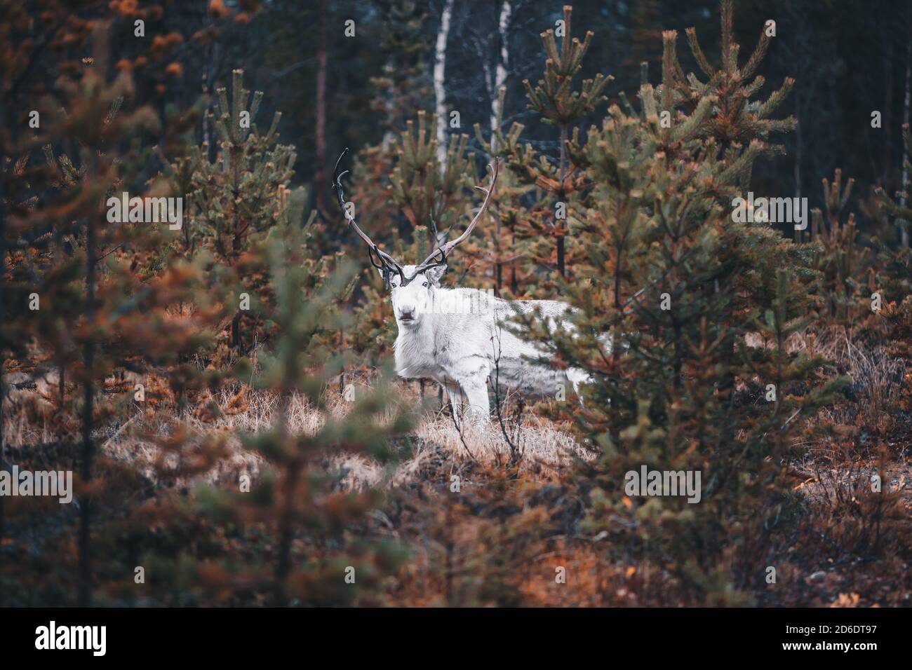 White reindeer hi-res stock photography and images - Alamy