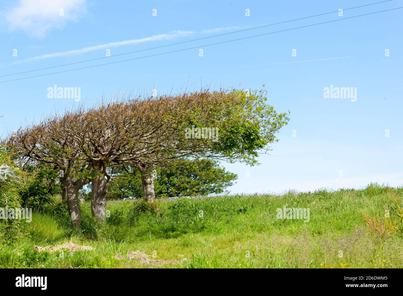 windswept trees, Kilcar, Ireland Stock Photo