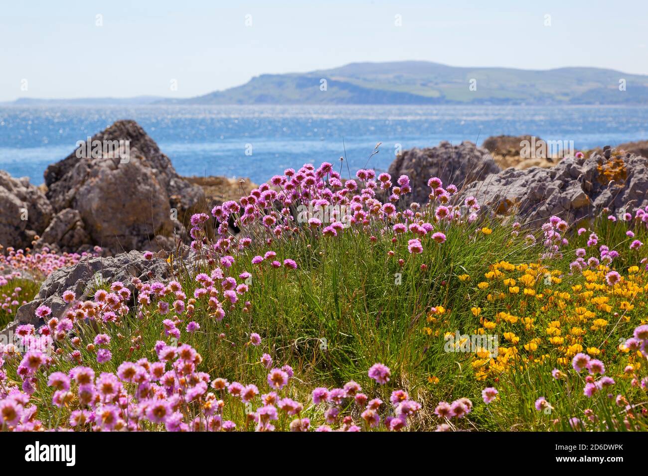 Irish Spring, coastal vegetation in Northern Ireland Stock Photo Alamy