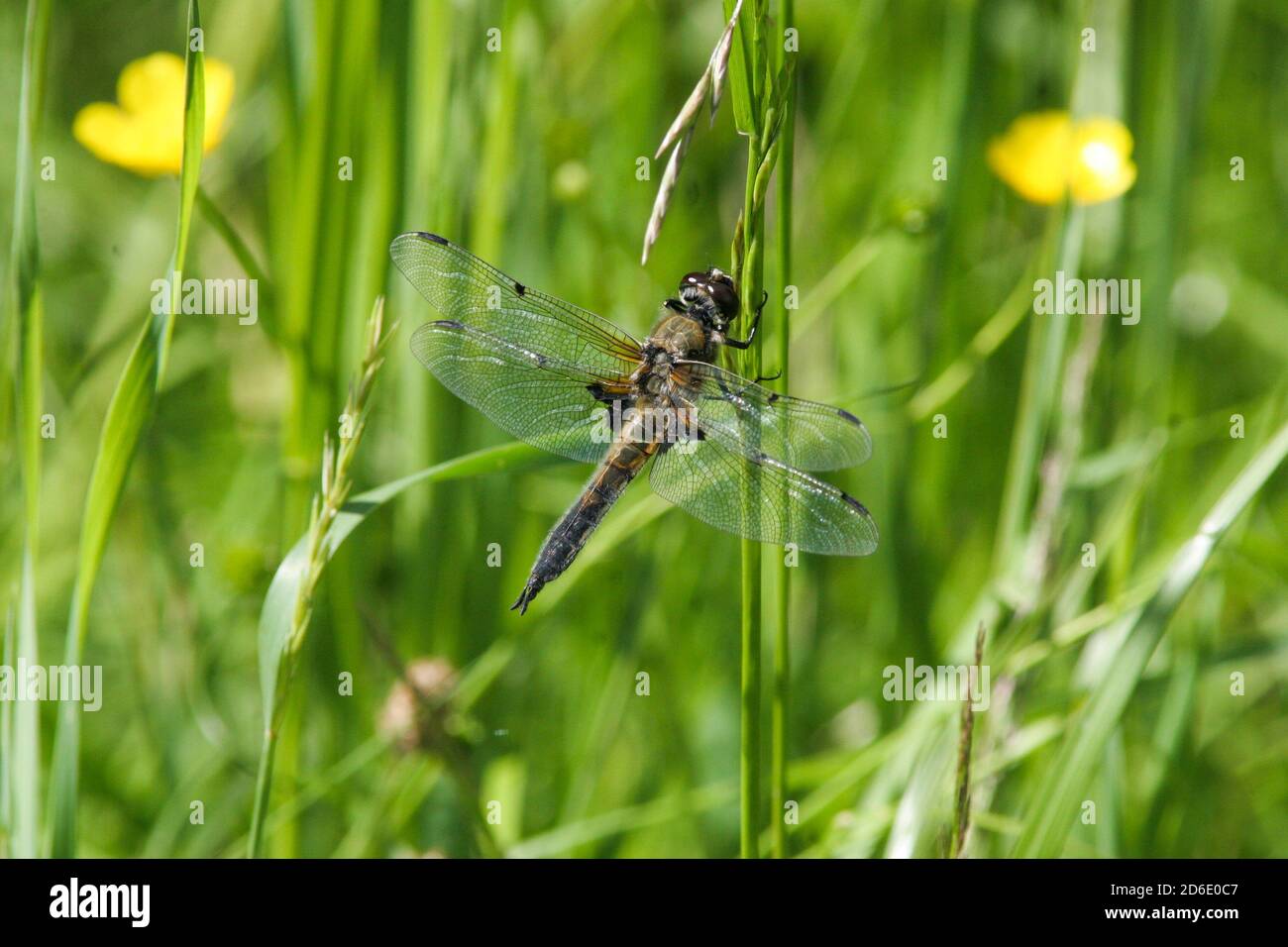 ODONATA flying insect on a straw of grass Stock Photo