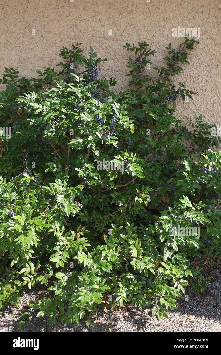 [x10] Holly Hedging Shrubs | 2-3ft Tall| 60-80cms | Ilex Aquifolium | Plant | P9 main image 1