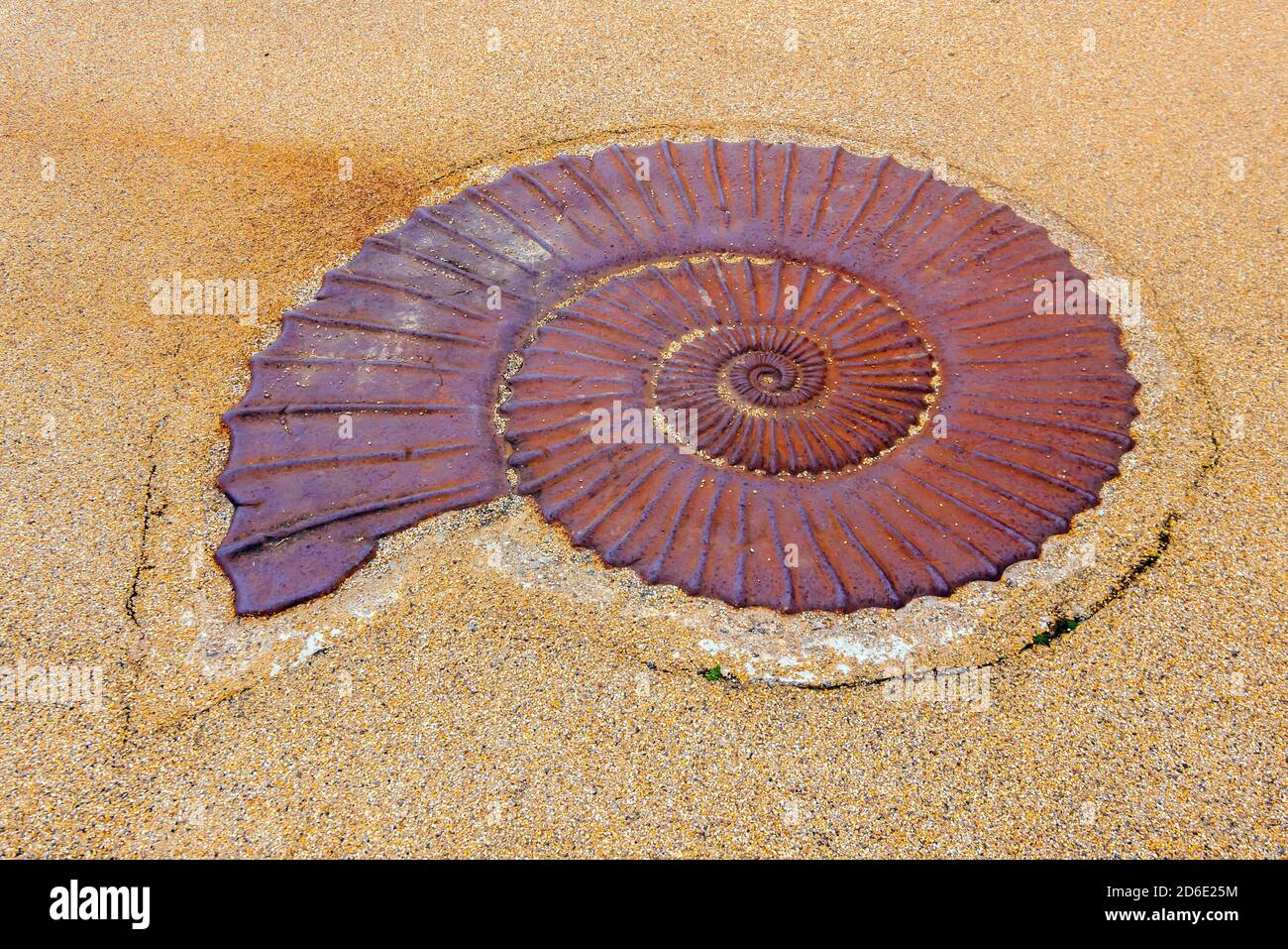 A cast iron replica of an Ammonite cast into the pavement near the Fossil Garden in the upper promenade of Saltburn by the Sea Stock Photo
