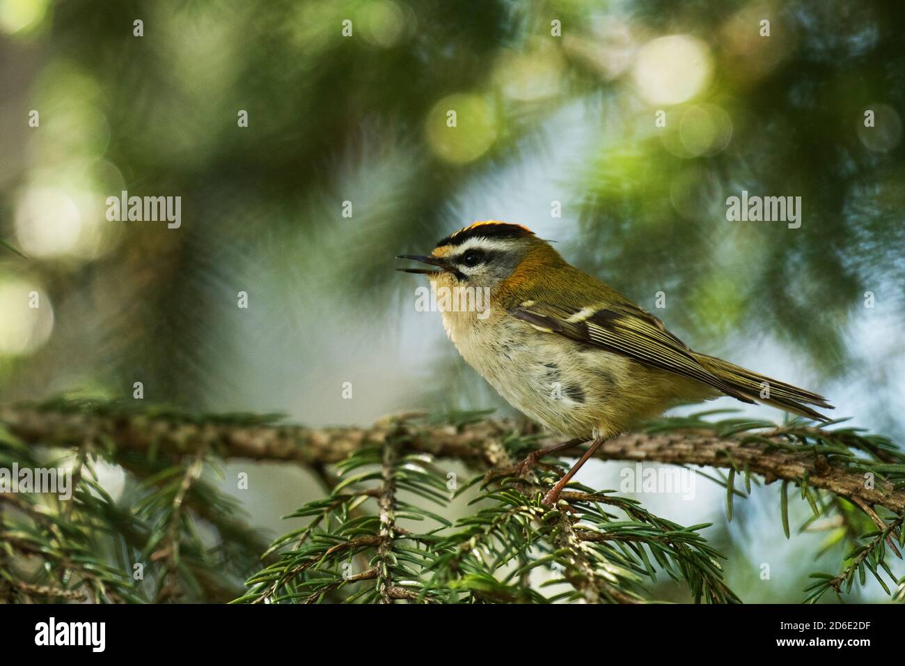 Small European songbird Common Firecrest, Regulus ignicapilla, singing during a breeding season in summer in a boreal forest in Estonian nature. Stock Photo