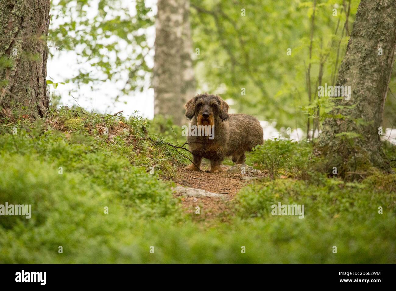 Wire-haired Dachshund, faitfully waiting, Finland Stock Photo