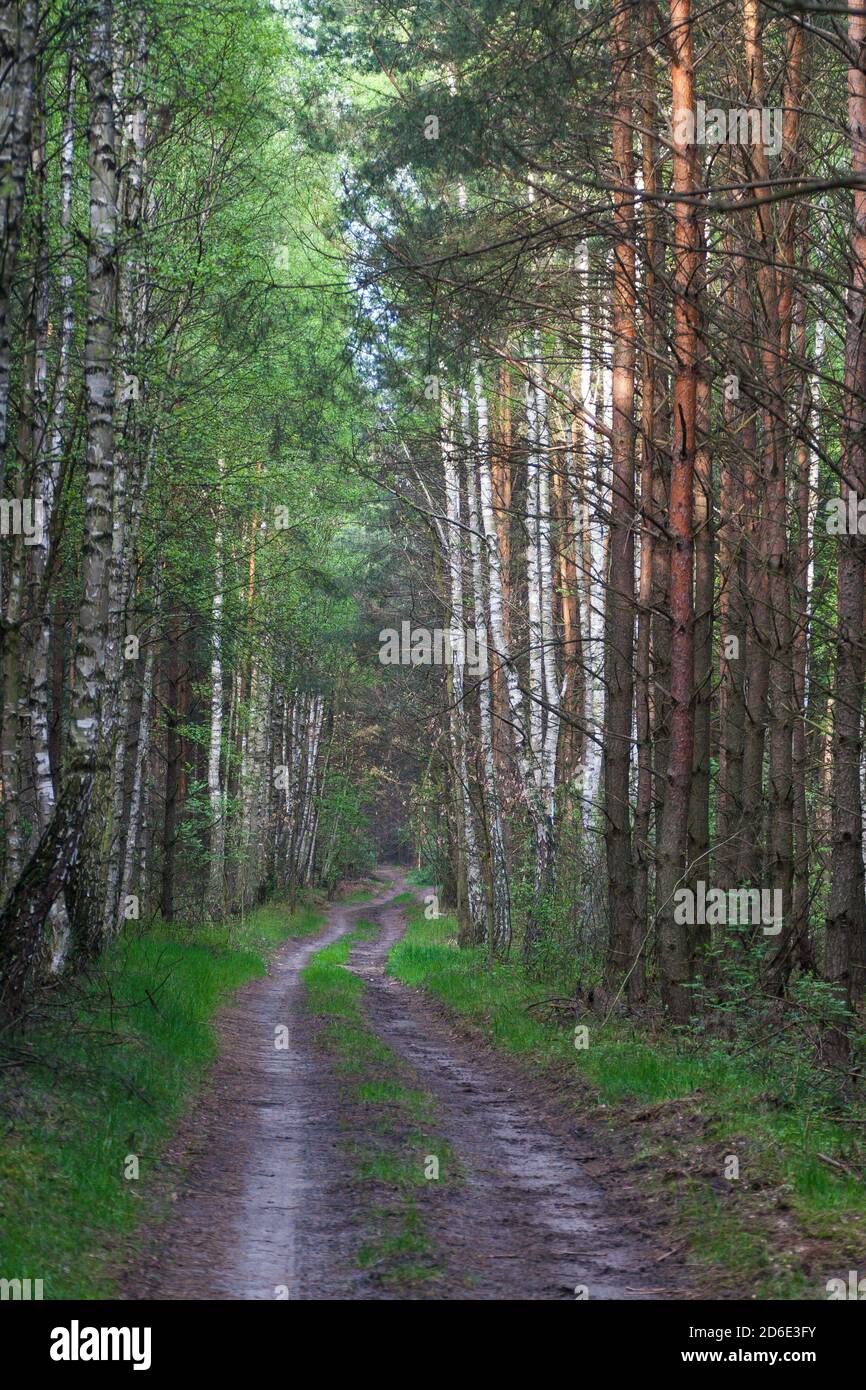 Curvy forest path surrounded by tall green pine trees and  white birches Stock Photo