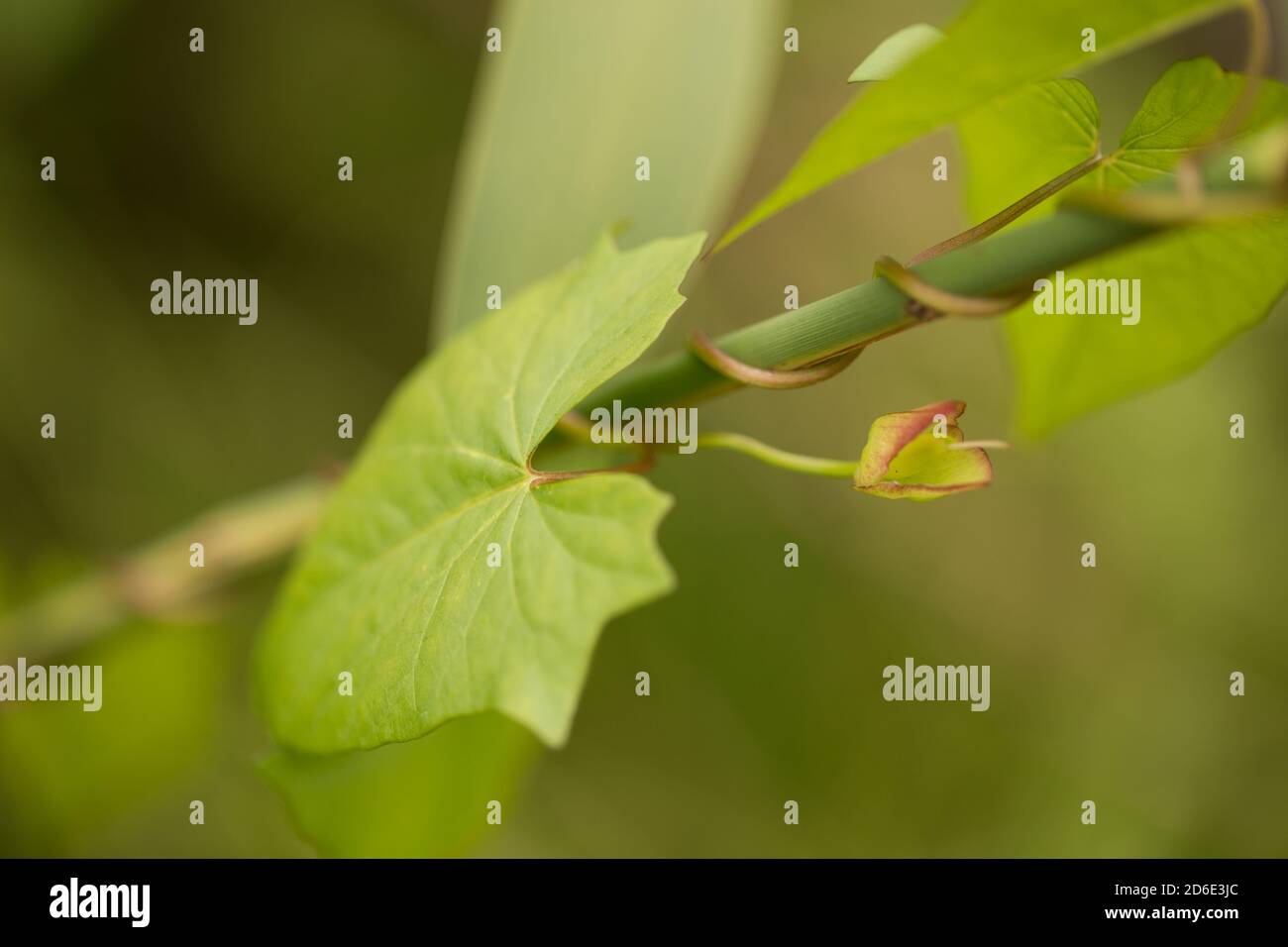 Lpomoea plant grow up on over other plant Stock Photo