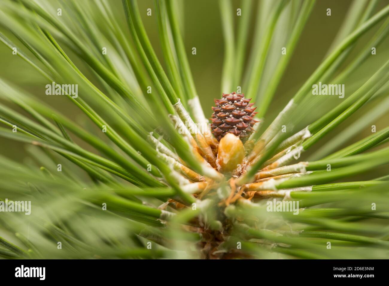 Pine cone growing hi-res stock photography and images - Alamy