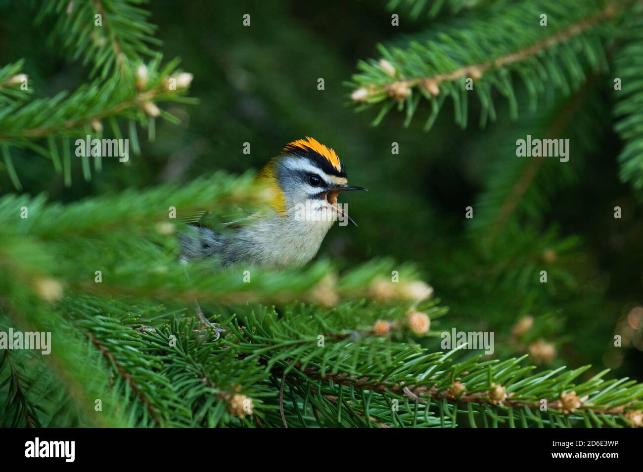 Small European songbird Common Firecrest, Regulus ignicapilla, singing during a breeding season in summer in a boreal forest in Estonian nature. Stock Photo