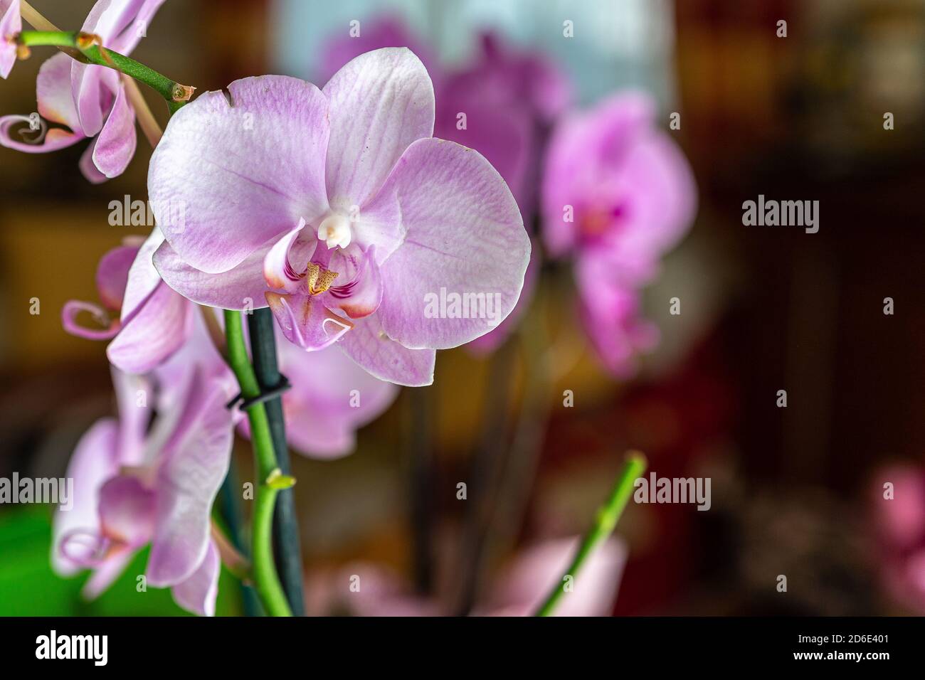Orchid light blue background hi-res stock photography and images - Alamy