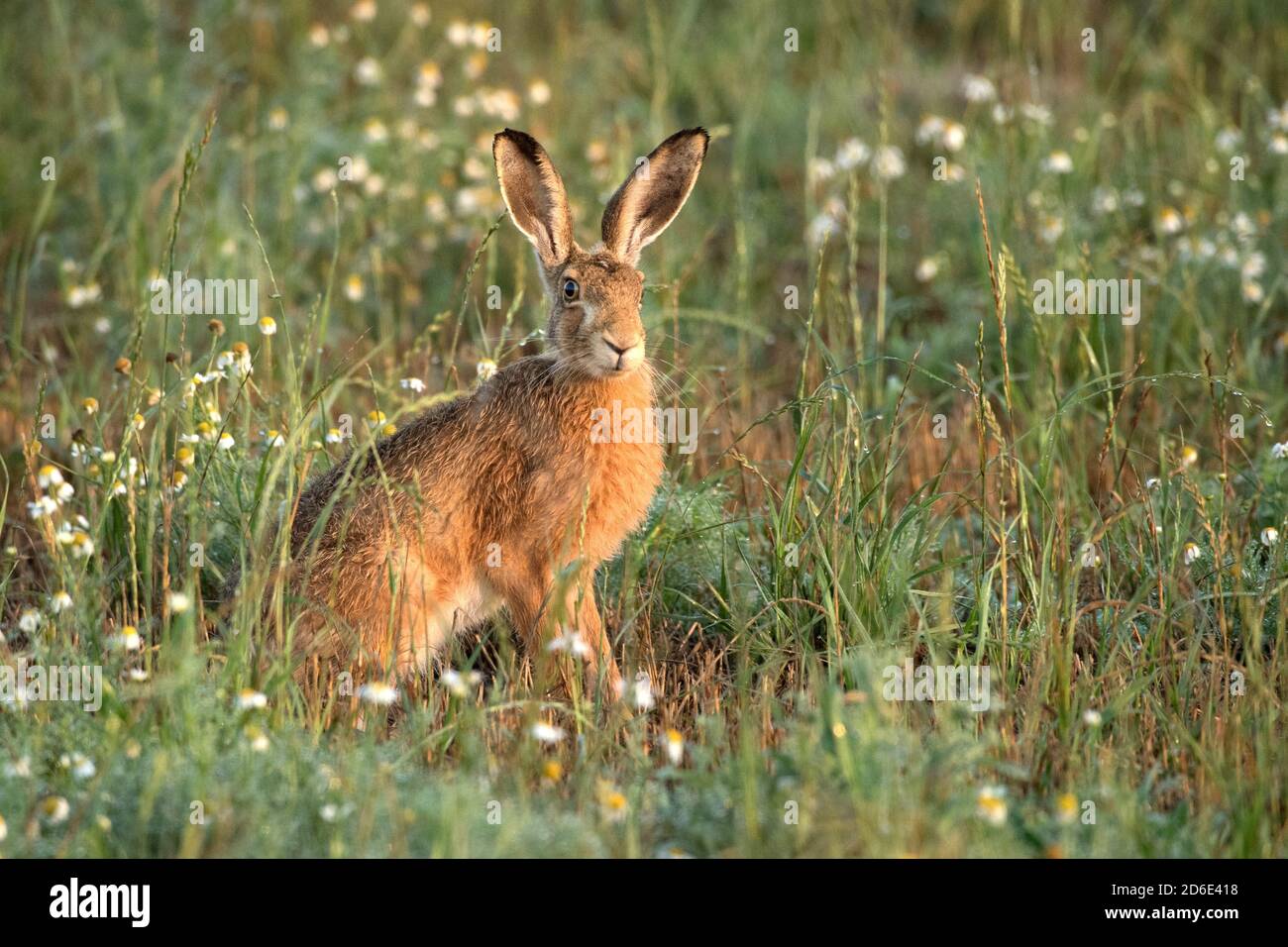 Hares in the field Stock Photo
