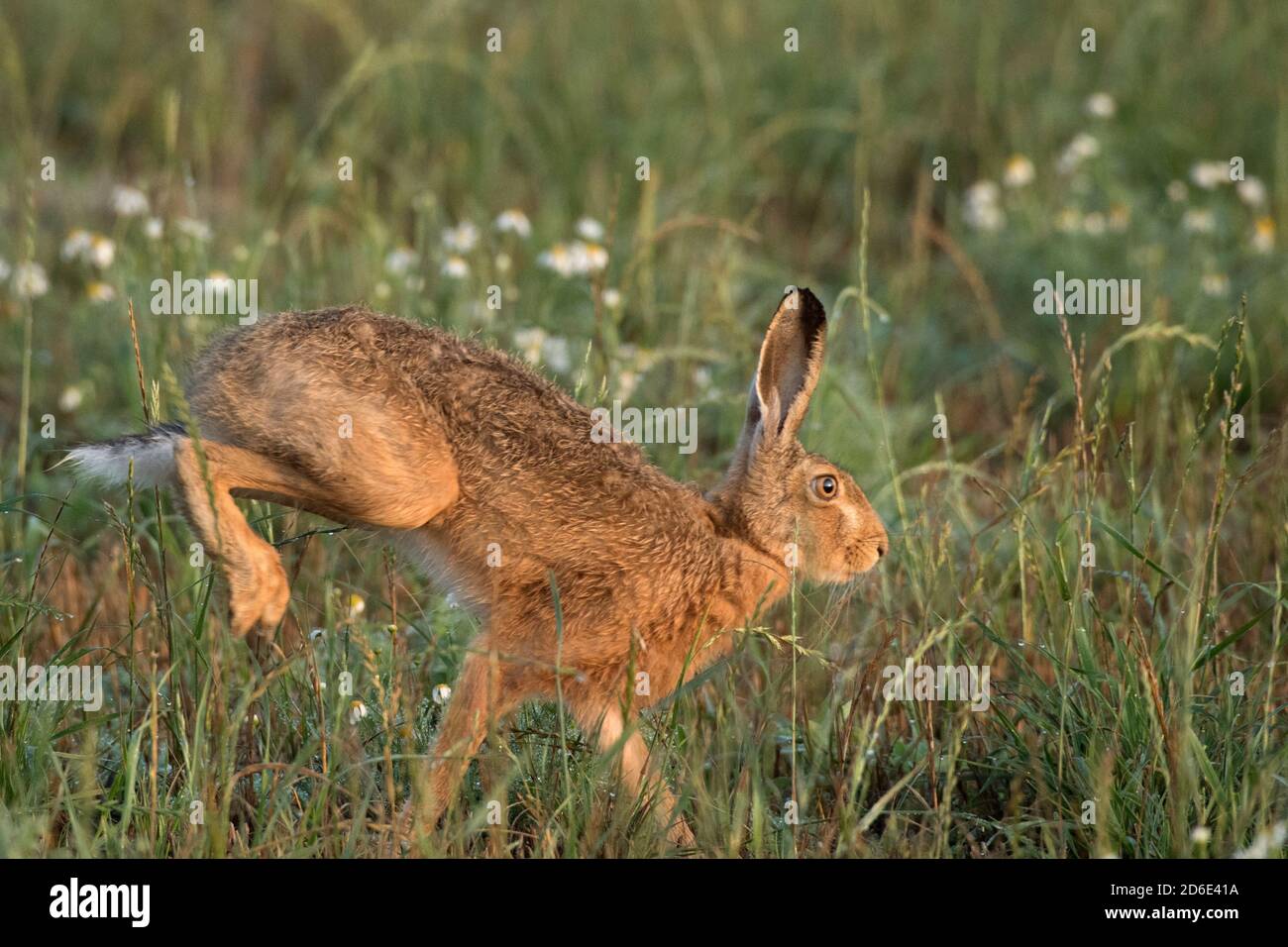Hares in the field Stock Photo