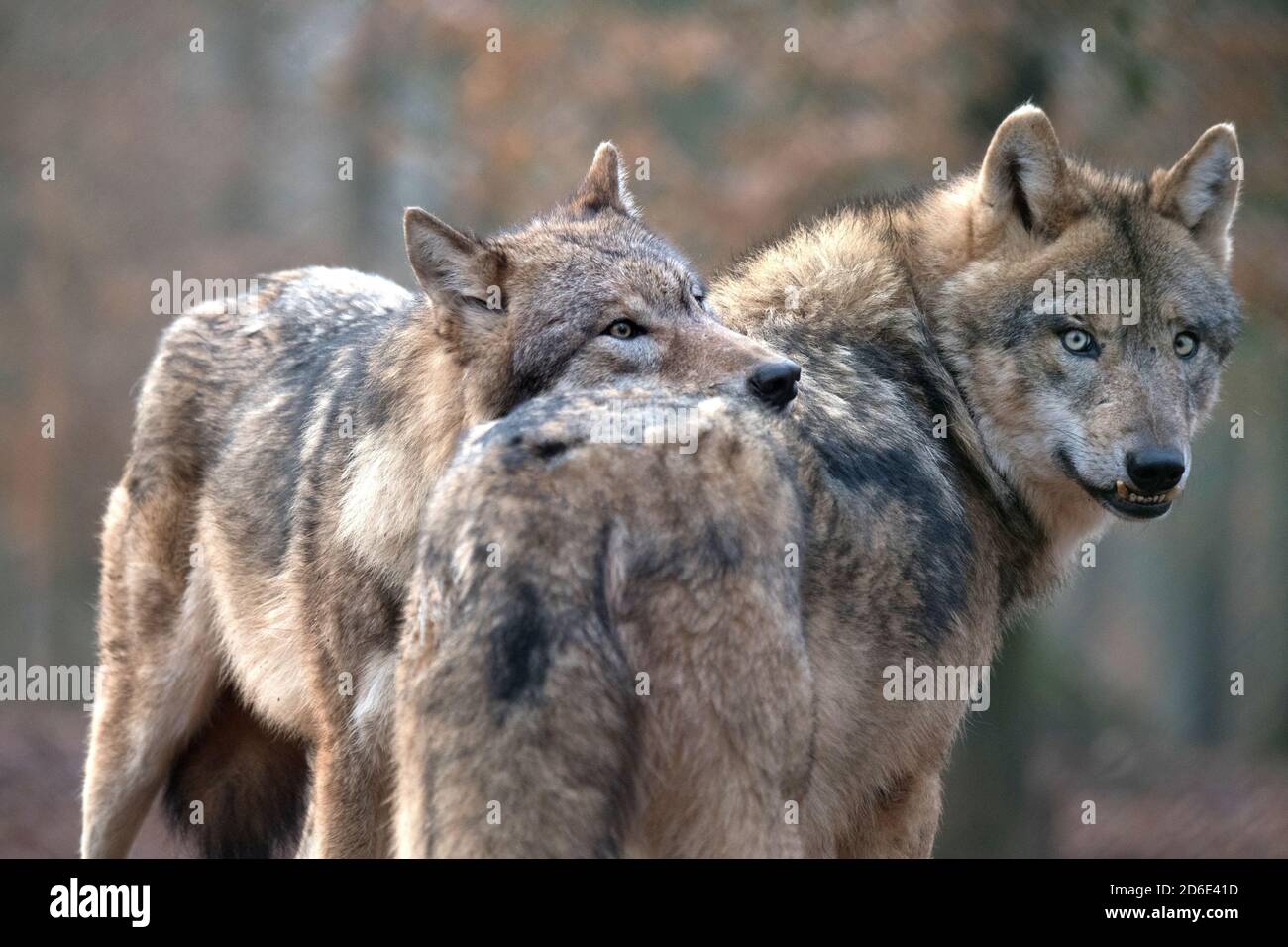 Wolves late autumn hi-res stock photography and images - Alamy