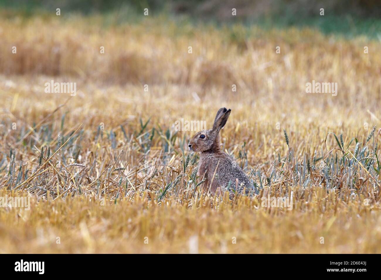 Hare, brown hare on stubble field Stock Photo