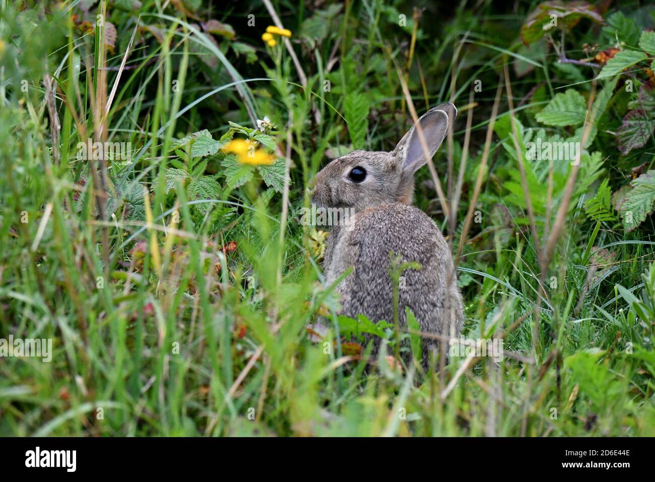 Rodent lagomorphs hi-res stock photography and images - Alamy