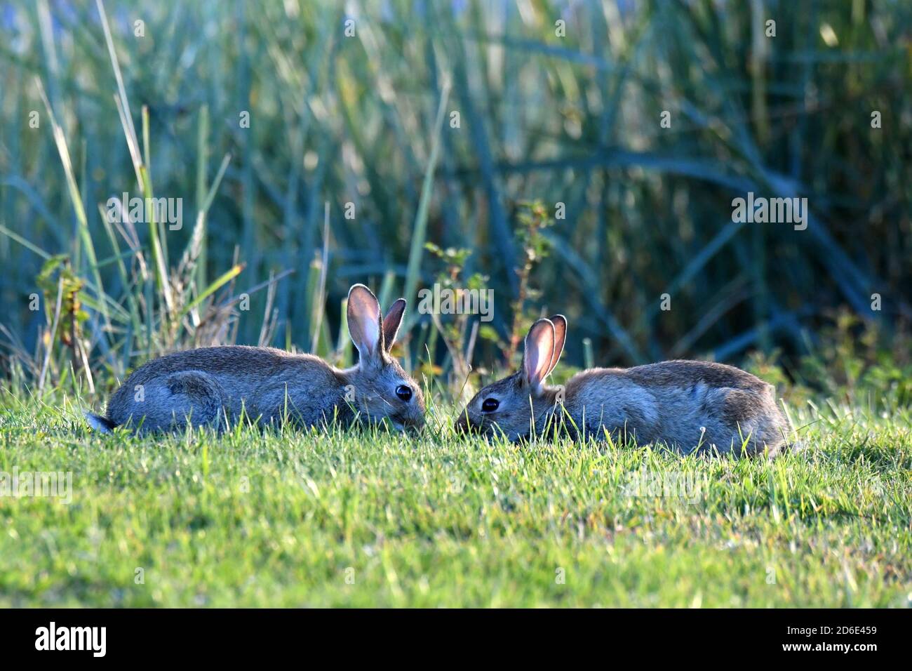 Rodent lagomorphs hires stock photography and images Alamy