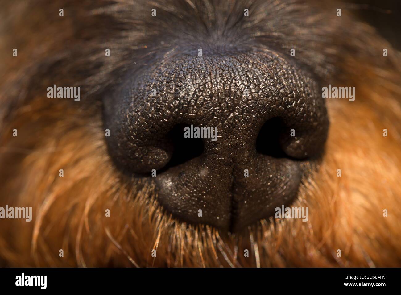 Why Do Dog Noses Have Slits