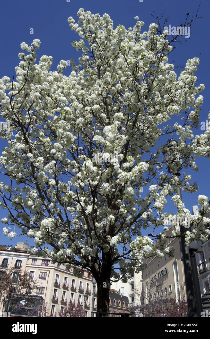 Shot blossomed tree branches hi-res stock photography and images - Alamy