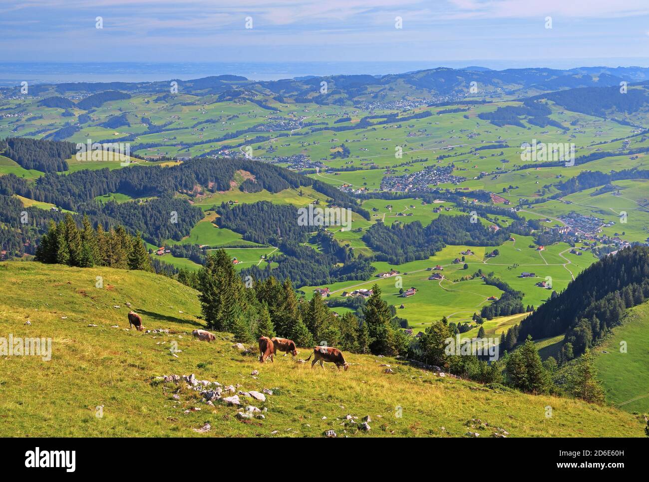 Mountain meadow with cows on the Ebenalp with a view of the Appenzeller Land to Lake Constance, Wasserauen, Alpsteingebirge, Appenzell Alps, Canton of Appenzell-Innerrhoden, Switzerland Stock Photo