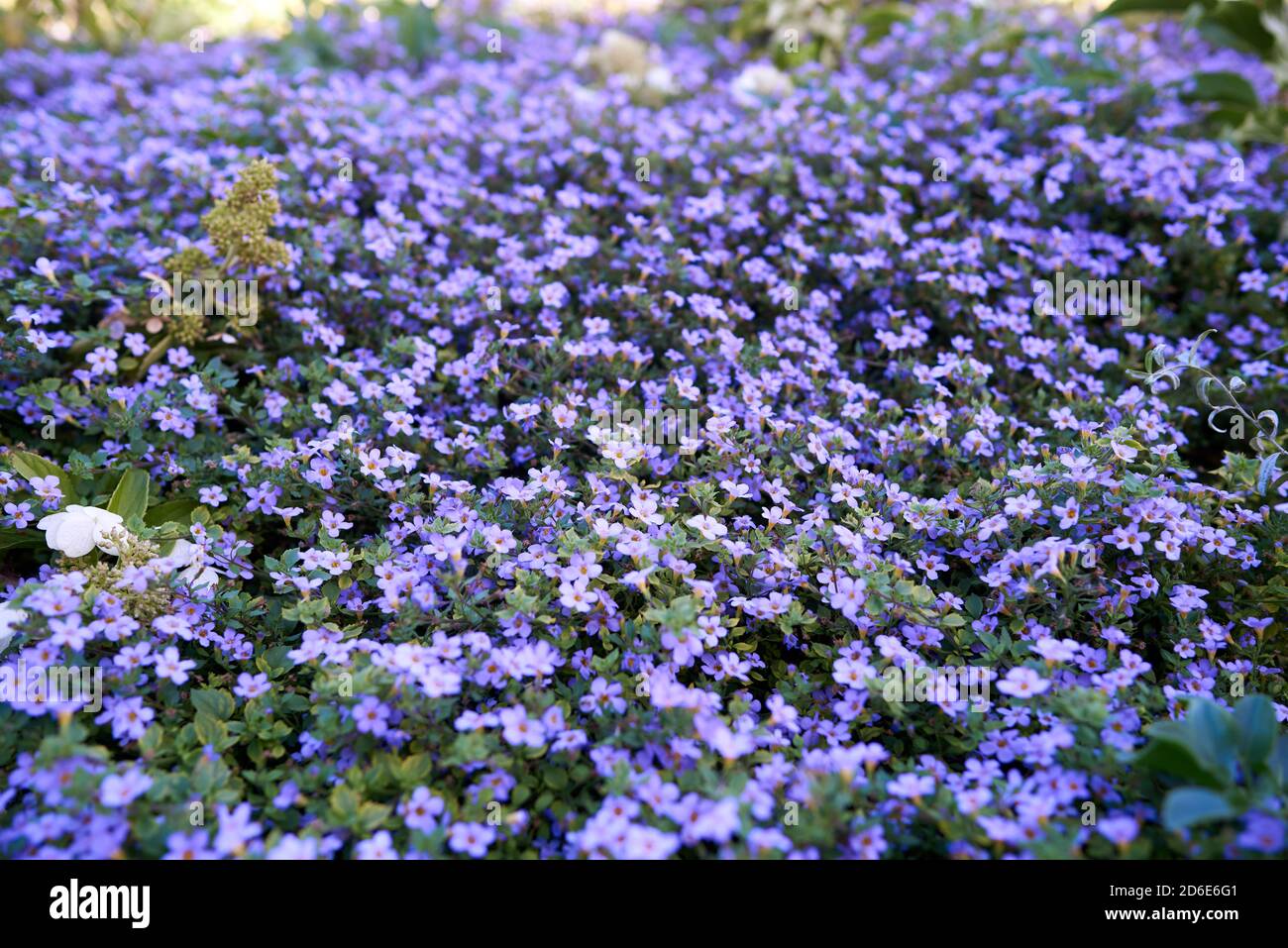 Lilac bacopa flowers in flowerbed. Copy space. Selective focus, bokeh, blur Stock Photo