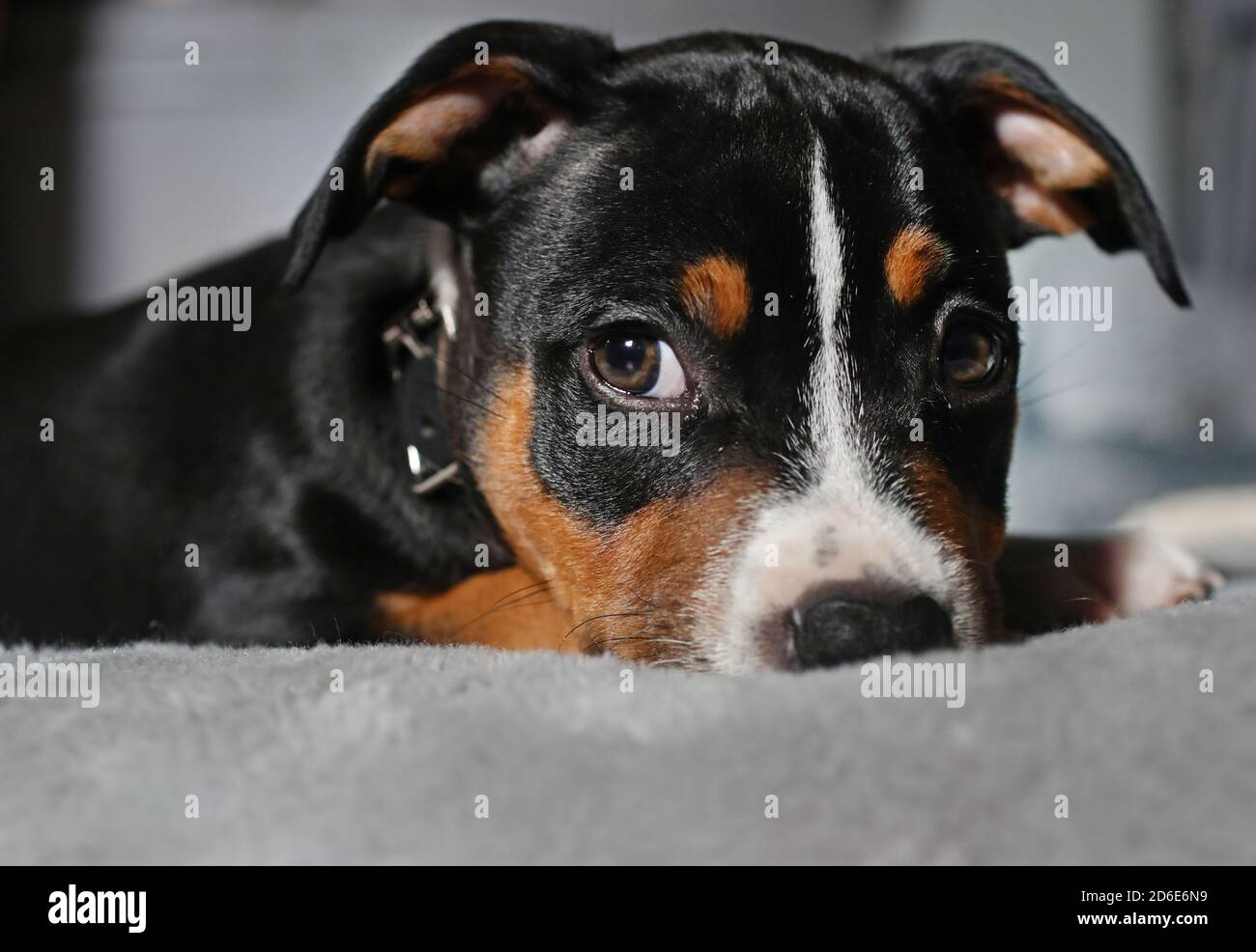 Staffy cross rottweiler temperament 2025